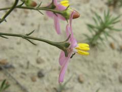 Chironia linoides macrocalyx