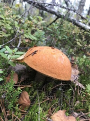 Leccinum albostipitatum