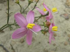 Chironia linoides macrocalyx