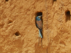 Coracias abyssinicus