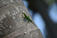 Anolis allisoni