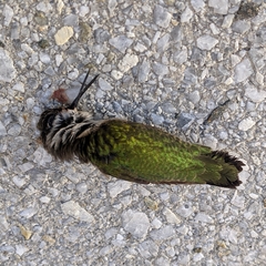 Archilochus colubris