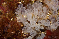 Pycnoclavella communis