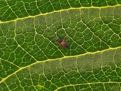 Oxycarenus