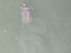 Trachemys scripta