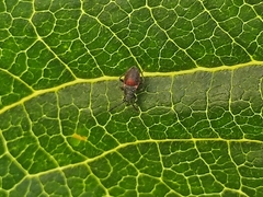 Oxycarenus