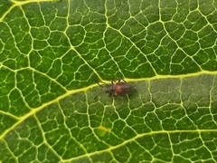 Oxycarenus