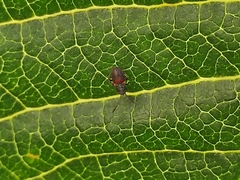 Oxycarenus