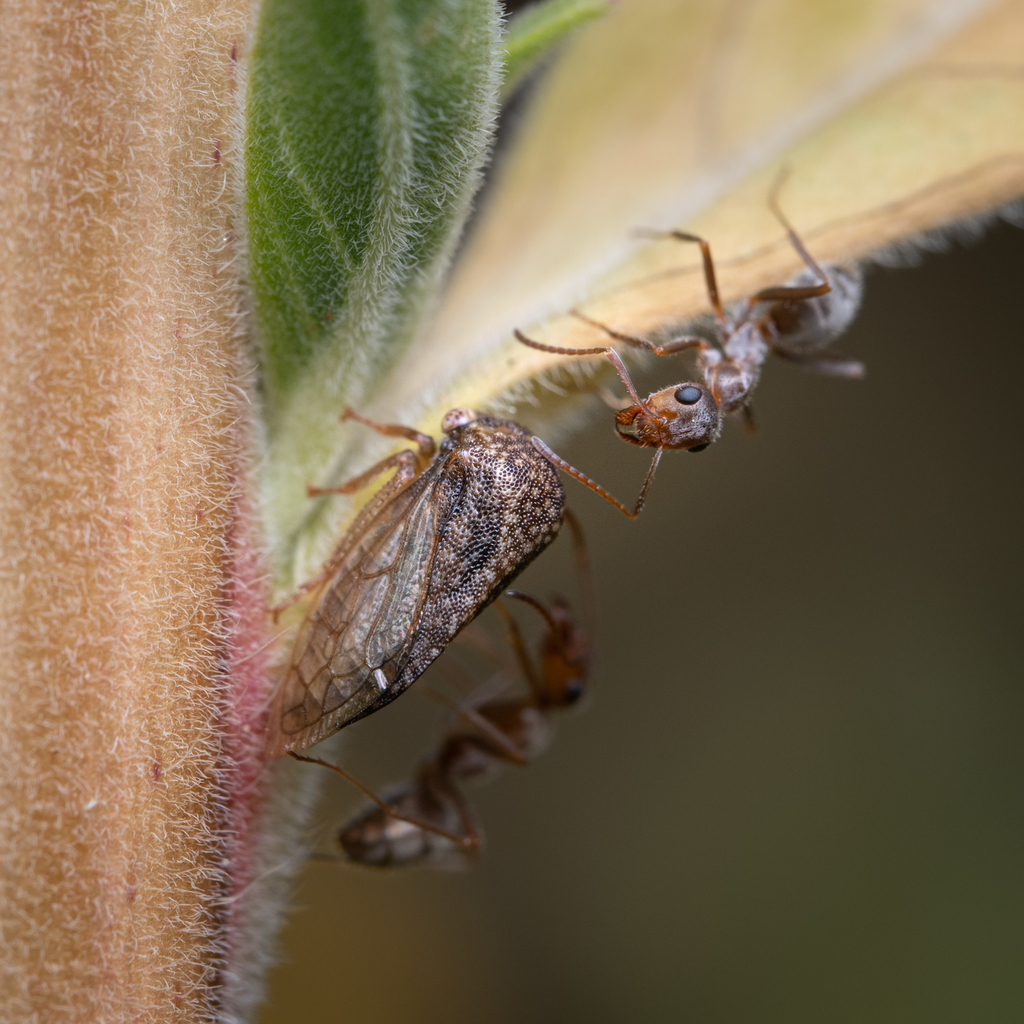 Spissistilus nigricans