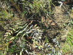 Gueldenstaedtia verna