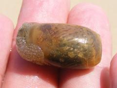 Akera soluta