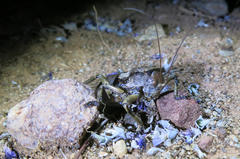 Enyaliopsis