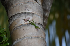Anolis allisoni