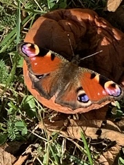 Aglais io