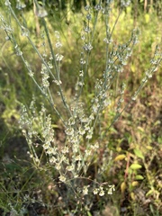 Eriogonum polycladon