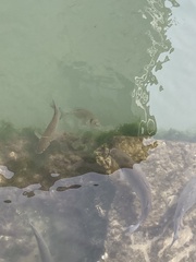 Gilthead sea bream