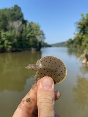 Apalone spinifera aspera