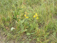 Solidago rigida humilis