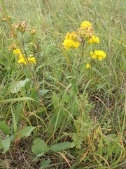 Solidago rigida humilis