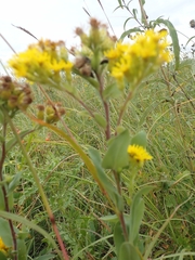 Solidago rigida humilis