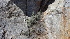 Pellaea mucronata mucronata