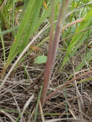 Solidago rigida humilis