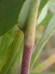 Solidago rigida humilis