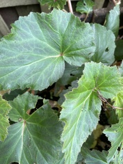 Begonia × tuberhybrida