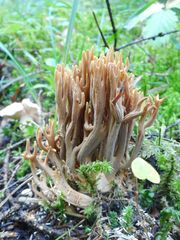 Ramaria testaceoflava