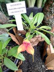 Masdevallia