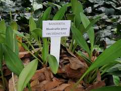 Masdevallia