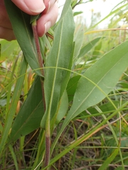 Solidago rigida humilis