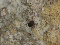 Hyalomma