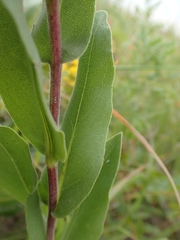 Solidago rigida humilis