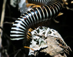 Parasitiformes