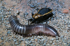 Ectrichodia crux