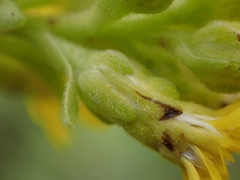Solidago rigida humilis