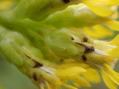 Solidago rigida humilis