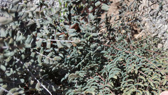 Pellaea mucronata mucronata