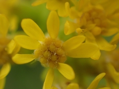 Solidago rigida humilis