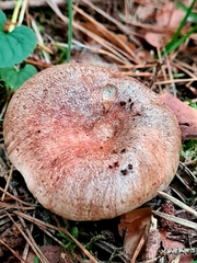 Lactarius quieticolor