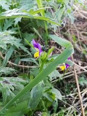 Viola tricolor