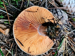 Lactarius quieticolor