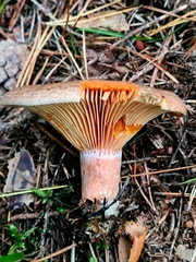 Lactarius quieticolor