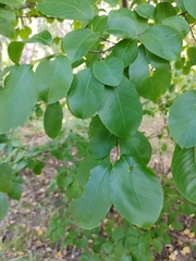 Prunus serotina