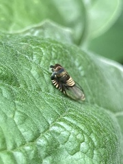 Grapholita delineana