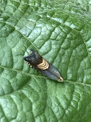 Grapholita delineana