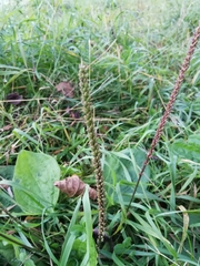Plantago major