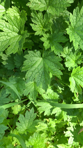 common motherwort