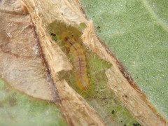 Phyllonorycter lantanella